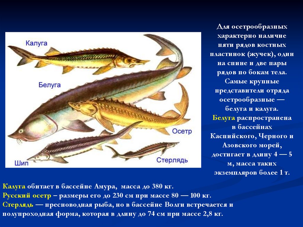 Характеристика групп рыб