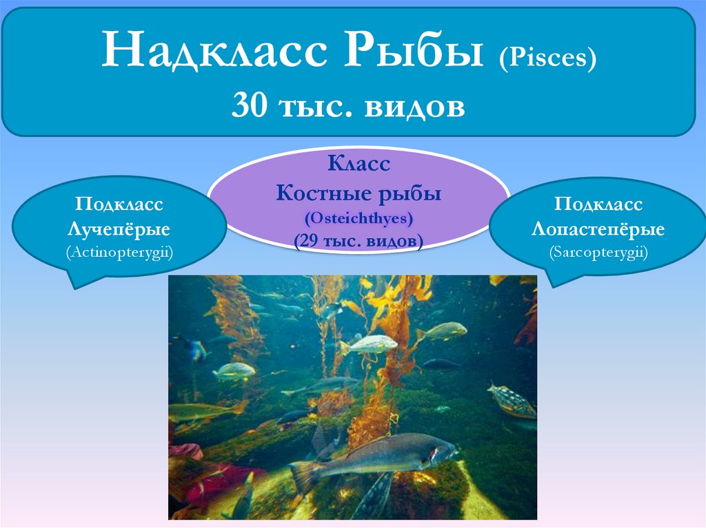 Характеристика групп рыб