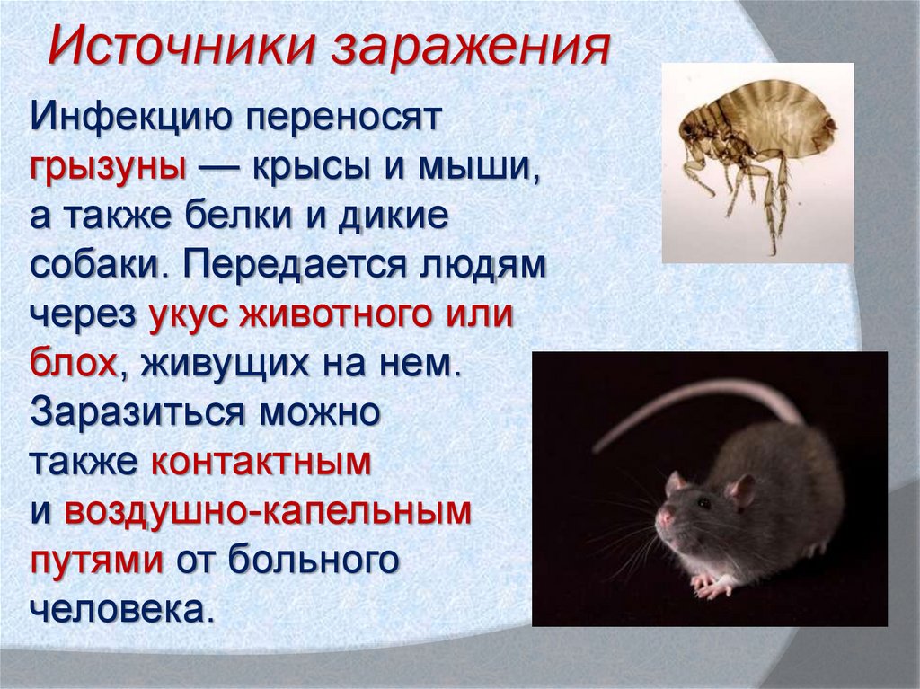 Роль грызунов в жизни человека. Мыши переносчики заболеваний. Крысы переносчики болезней. Мыши крысы переносчики болезни.