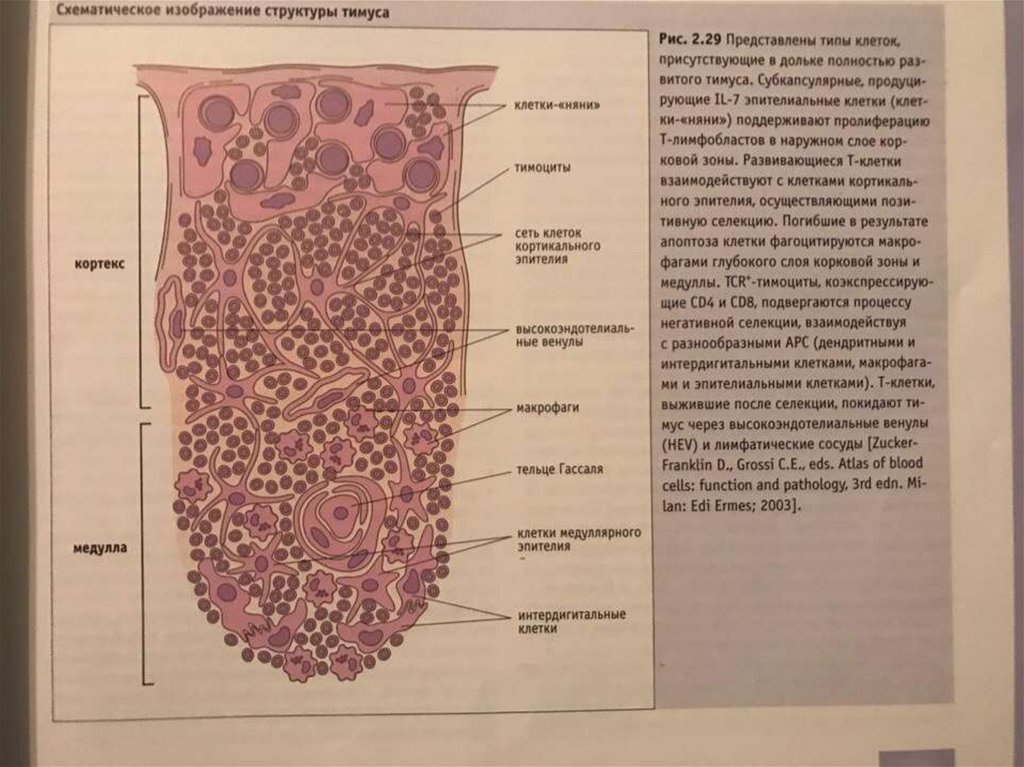 Тимус гистология препарат рисунок