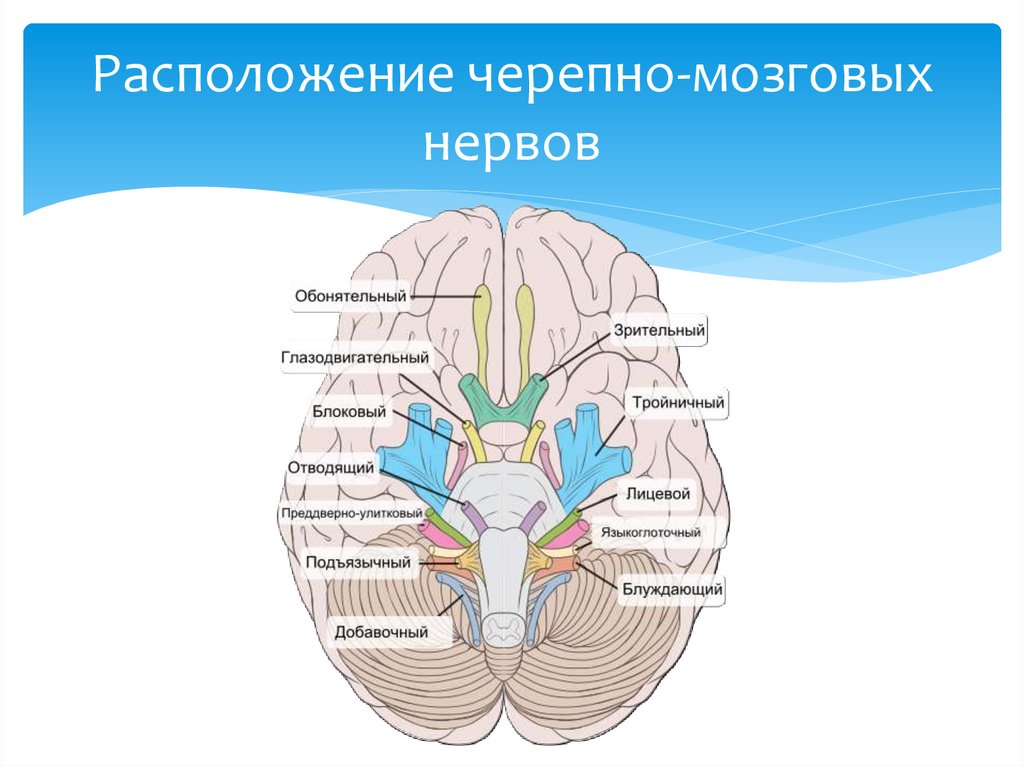 Иннервация черепных нервов