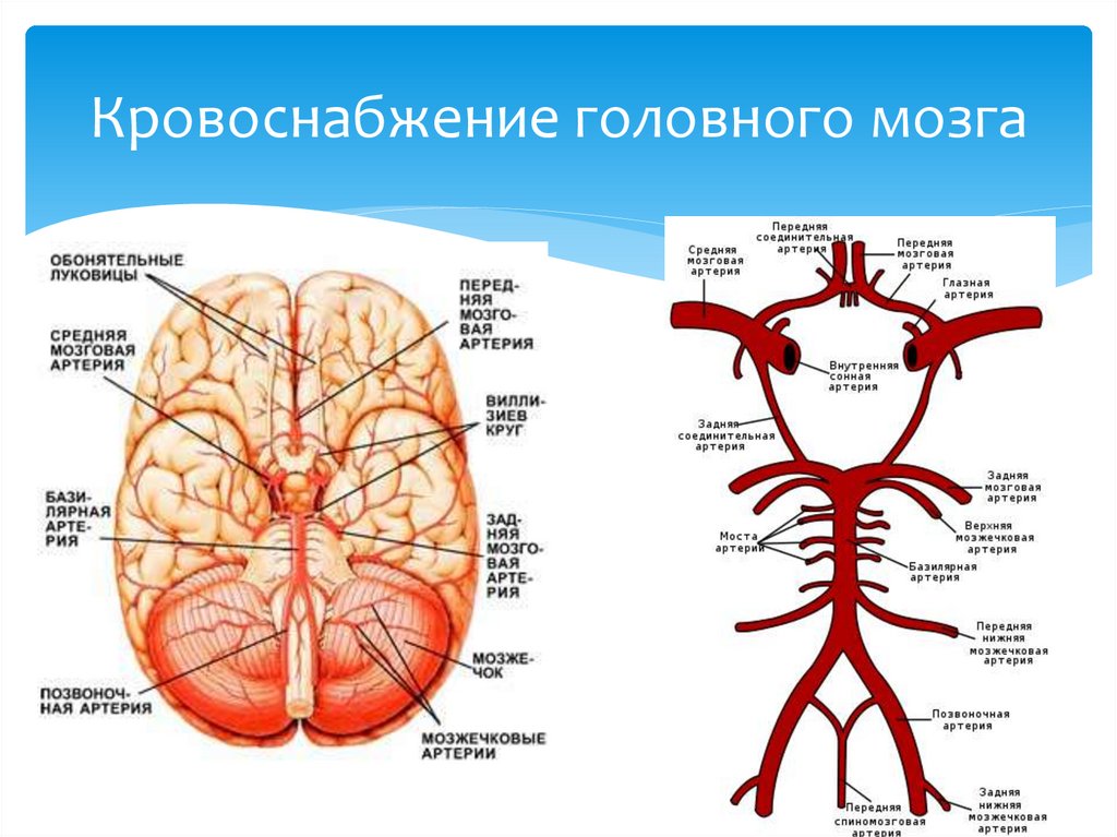 Поступление крови в мозг. Кровоснабжение головного мозга. Гикровоснабжение гололвного м. Кровоснабжение ноловногомозга. Кровоснабжение головного мозга ы.