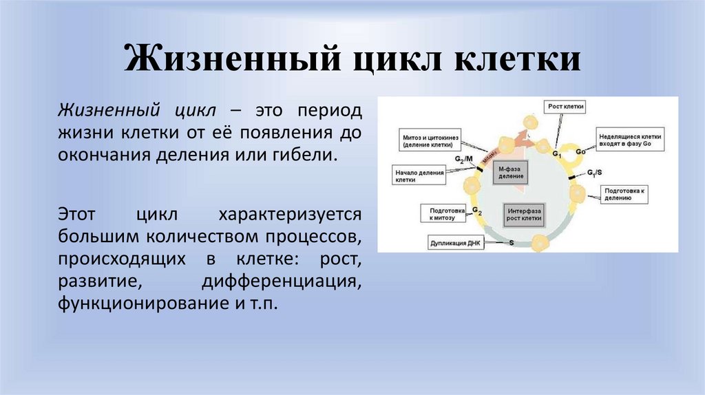 Этапы жизненного цикла клетки