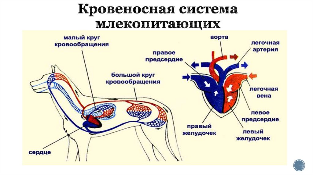 Схема кровеносной системы крысы