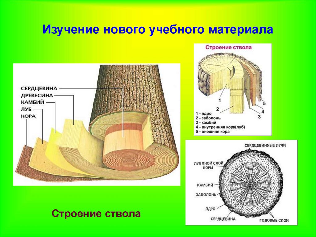 Строение ствола. Схема строения ствола. Строение древесных материалов. Строение древесного ствола.