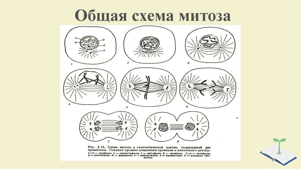 Рисунки по митозу