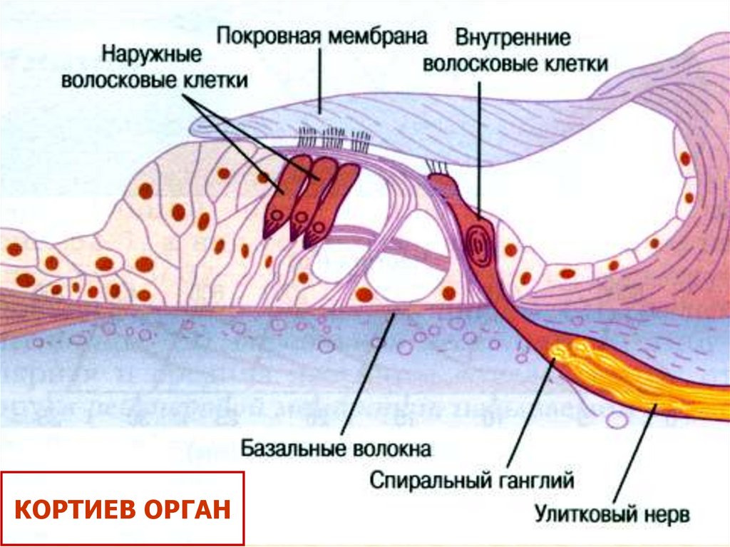 Клетки волосков улитки. Спиральный ганглий Кортиева органа. Рецепторные клетки Кортиева органа. Наружные волосковые клетки Кортиева органа. Строение спирального Кортиева органа.