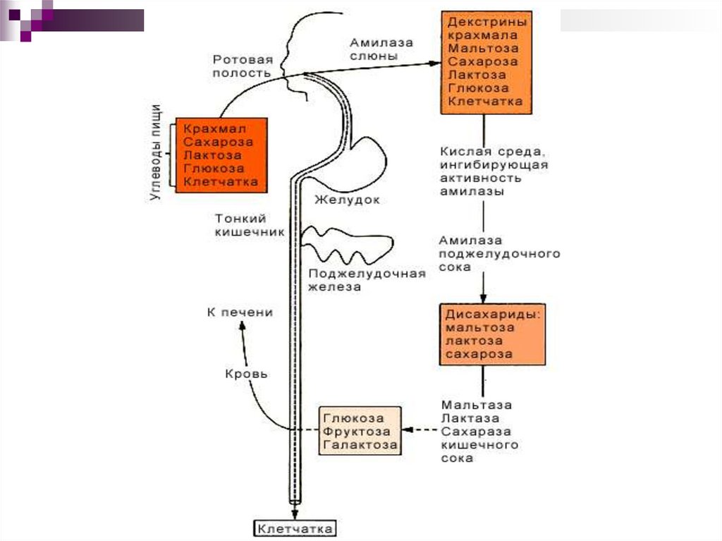 Пути обмена углеводов схема превращения глюкозы в организме