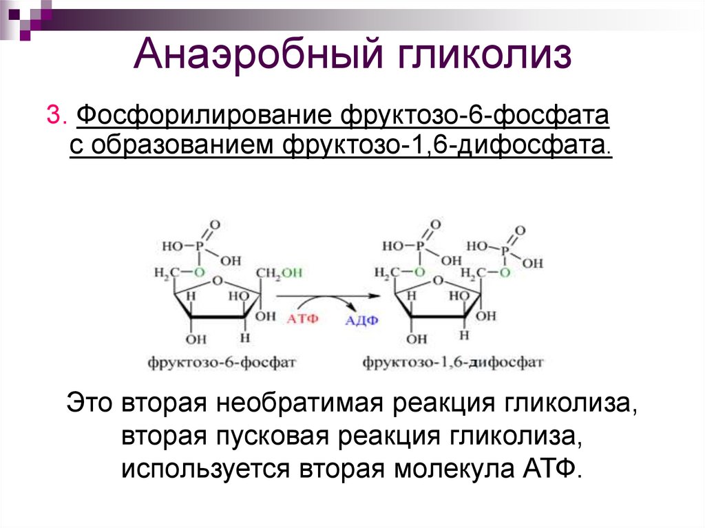 Схема анаэробного гликолиза биохимия. Образование лактата в последней реакции гликолиза вызывает. Гликолиз гликозидов. Аэробный гликолиз биохимия.