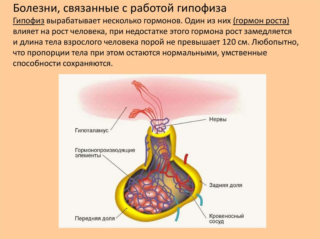 Современная технологическая схема убоя лошадей реферат