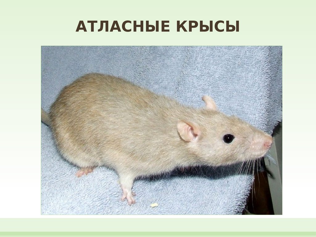 Пол Крысы Фото