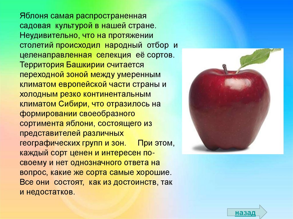 Яблоня какой класс. Презентация на тему яблоня. Описание яблока. Рассказ о яблоне. Яблоня краткое описание.