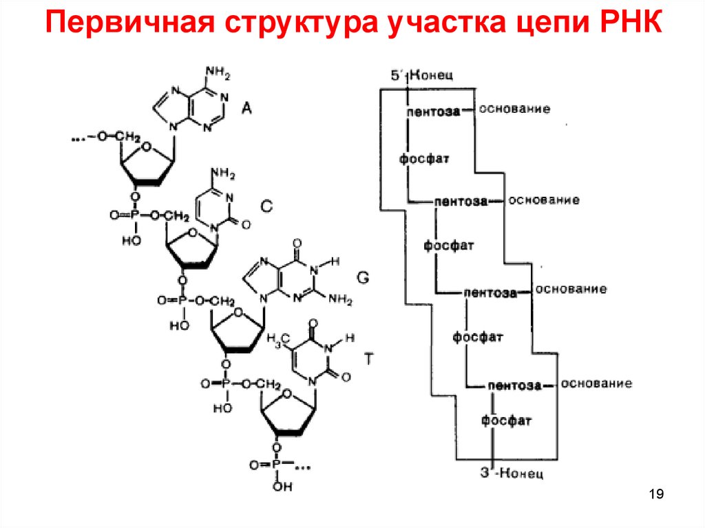 Первичная структура