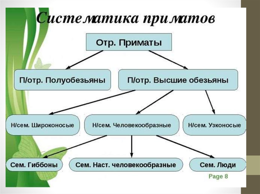 Схема классификация приматов