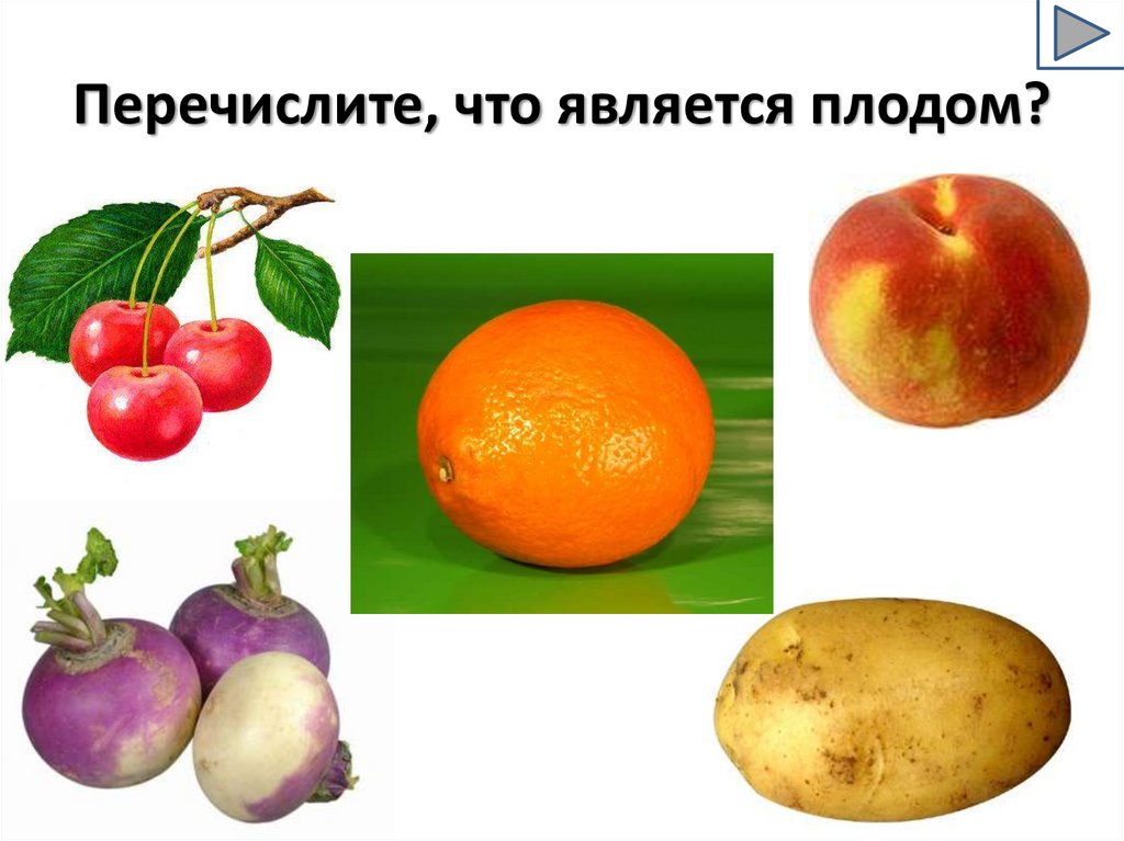 Перечислите, что является плодом?