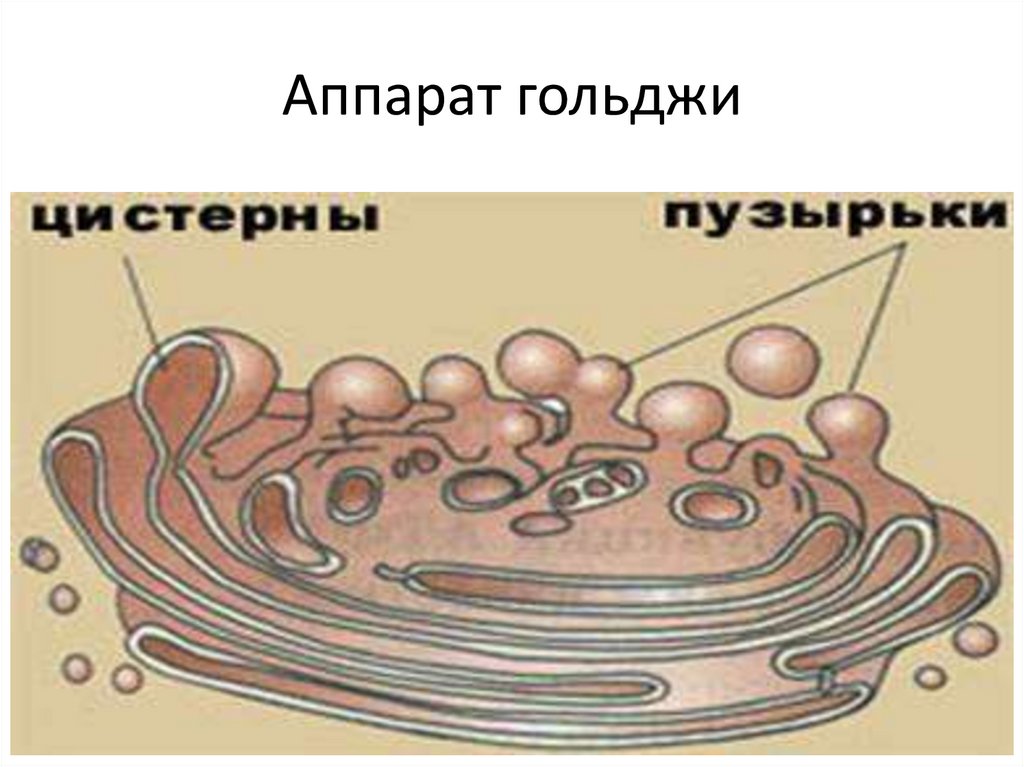 Аппарат гольджи