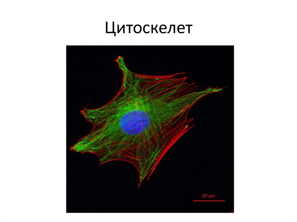 Цитоскелет
