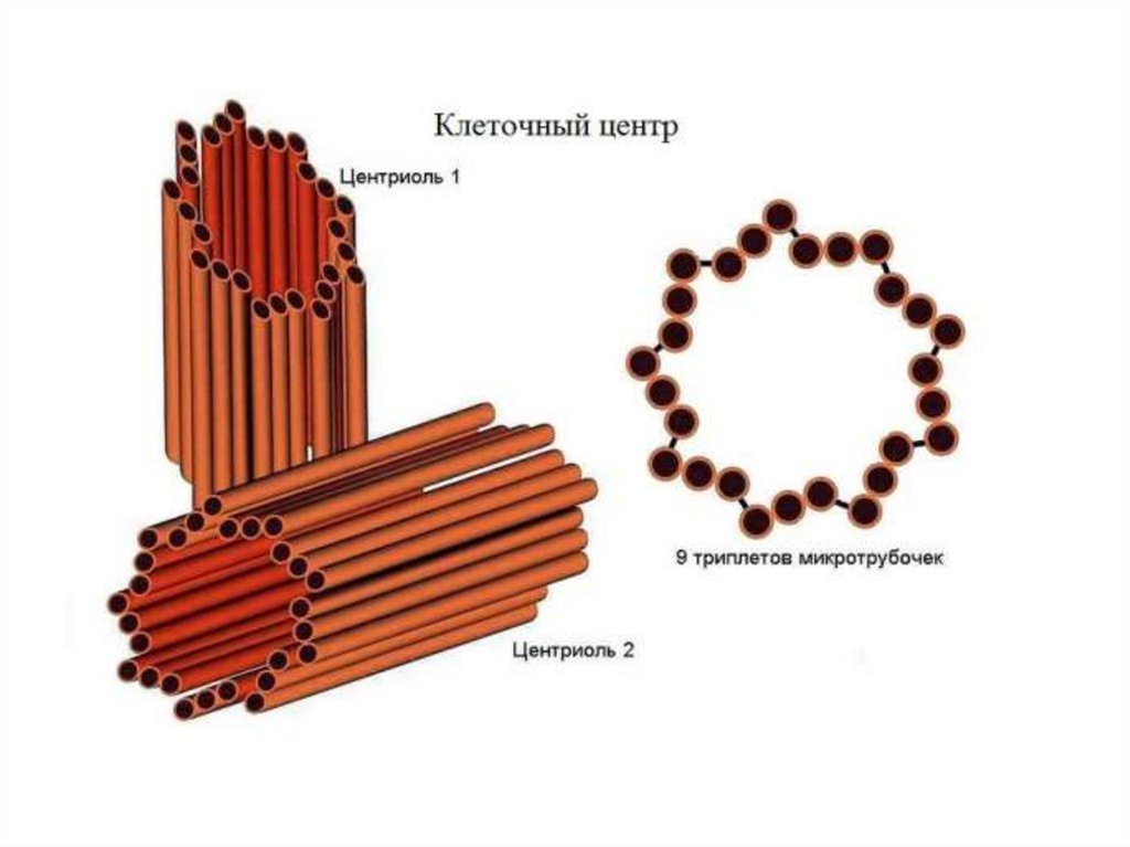 4 клеточный центр