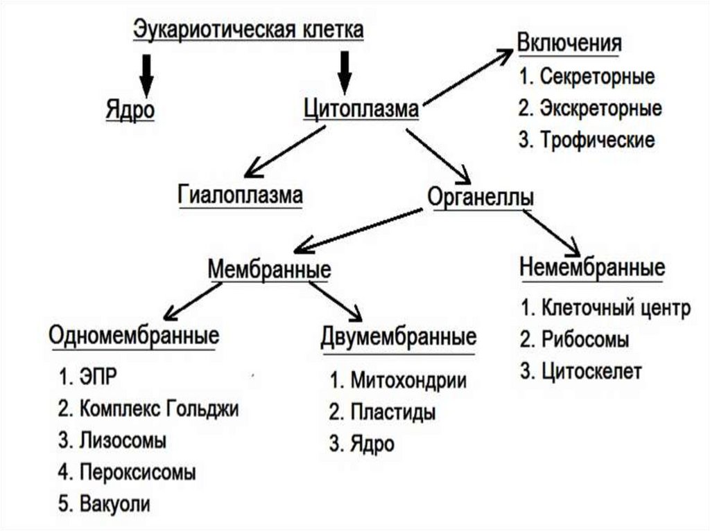 Схема органоиды одномембранные двумембранные немембранные