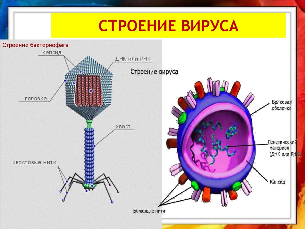 Белковый капсид. Схема строения вируса и бактериофага. Строение вируса бактериофага. Строение вируса биология 10. Структура вируса бактериофага.