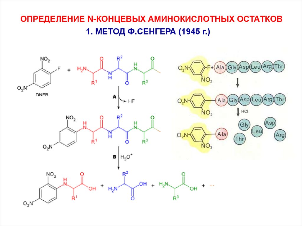 Концевые аминокислоты. Методы определения n-концевых аминокислот:. Метод Сенгера и Эдмана. N концевая аминокислота. Аминокислотные остатки.