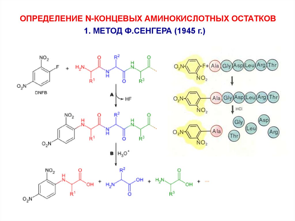 Определите первичную структуру. Методы определения n концевой аминокислоты. N-концевой аминокислоты ДНФ- методом.. Методы определения n-концевых аминокислот:. N концевая аминокислота.