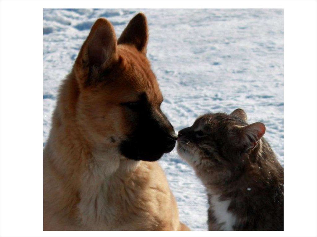 Кот в собаках 2. Кот Платон и собака Булька. Овчарка и кот. Дружба кота и собаки. Собака и кошка вместе.