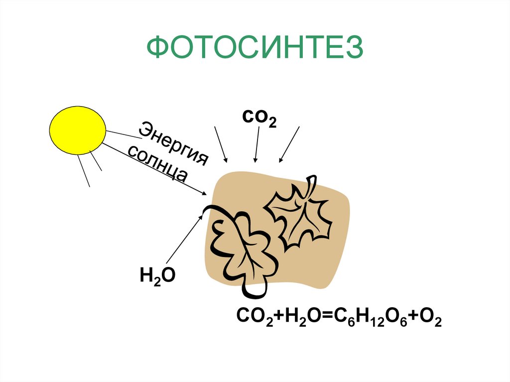 ФОТОСИНТЕЗ
