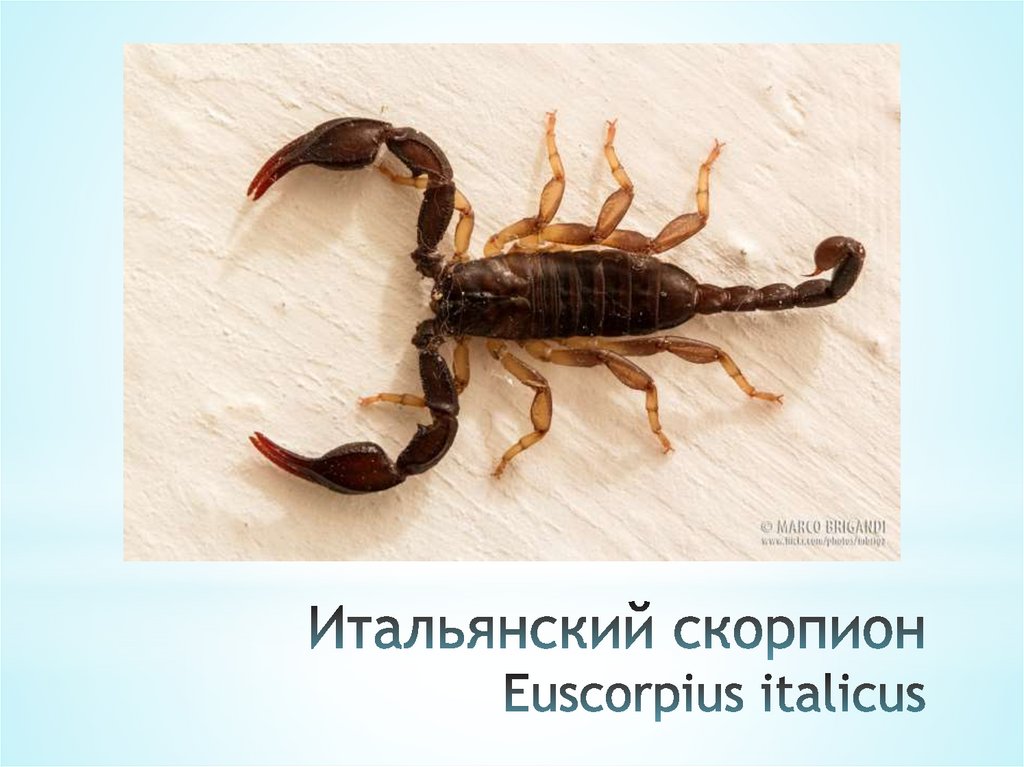 Итальянский скорпион Euscorpius italicus