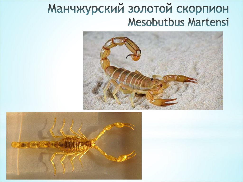 Манчжурский золотой скорпион Mesobutbus Martensi