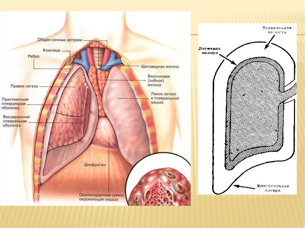 Оболочка легких 6. Плевральная полость легкого анатомия. Париетальная плевра легких. Строение плевры и плевральной полости. Дыхательная система человека плевральная полость.