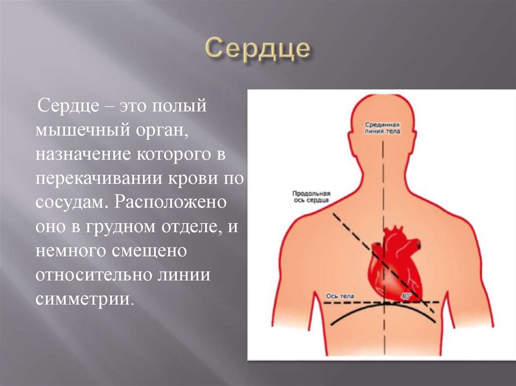 Полый это что. Сердце полый мышечный орган. Симметрия сердца.