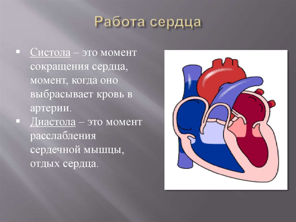 Деятельность сердца. Работа сердца. Работа сердца презентация. Работа сердца кратко. Сердце работа сердца.