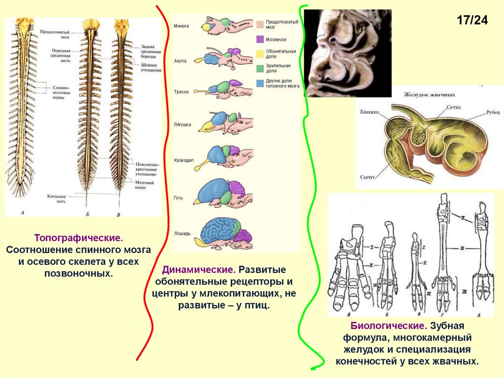 Филогенез позвоночных. Онтогенез спинного мозга. Филогенез спинного мозга. Онтогенез нервной системы. Фило и онтогенез скелета.