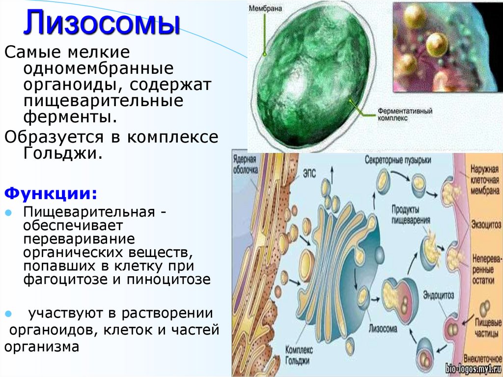 Органоид накапливающий продукты обмена веществ клетки. Строение органоида лизосомы. Таблица органоиды строение функции лизосомы. Лизосомы строение структура и функции.
