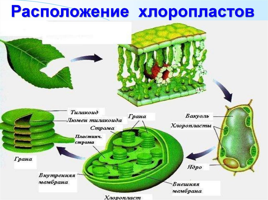 Все живые клетки растения активно поглощают кислород. Схема процесса фотосинтеза. Схема фотосинтеза 9 класс биология. Фотосинтез это в биологии. Фотосинтез рисунок схема.