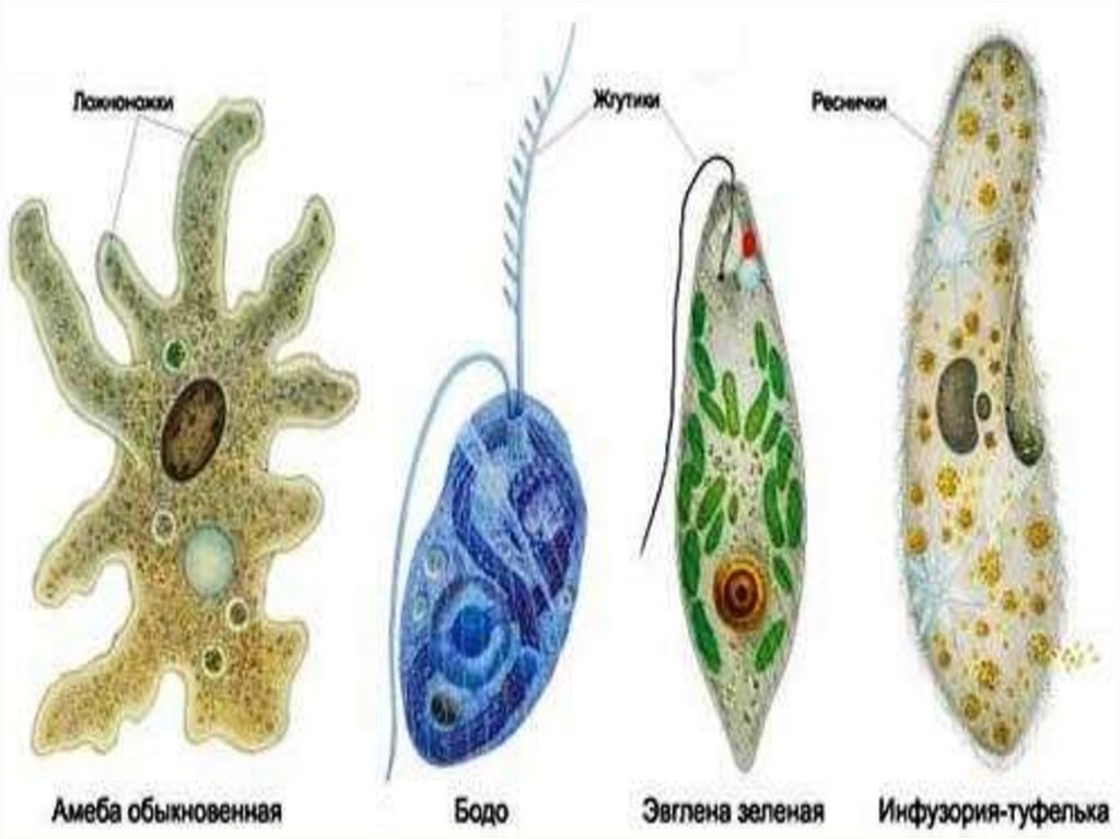 Самый простой одноклеточный организм. Эвглена туфелька амеба. Инфузория туфелька амеба и эвглена. Одноклеточные организмы амеба. Амебы, инфузории и Бодо;.