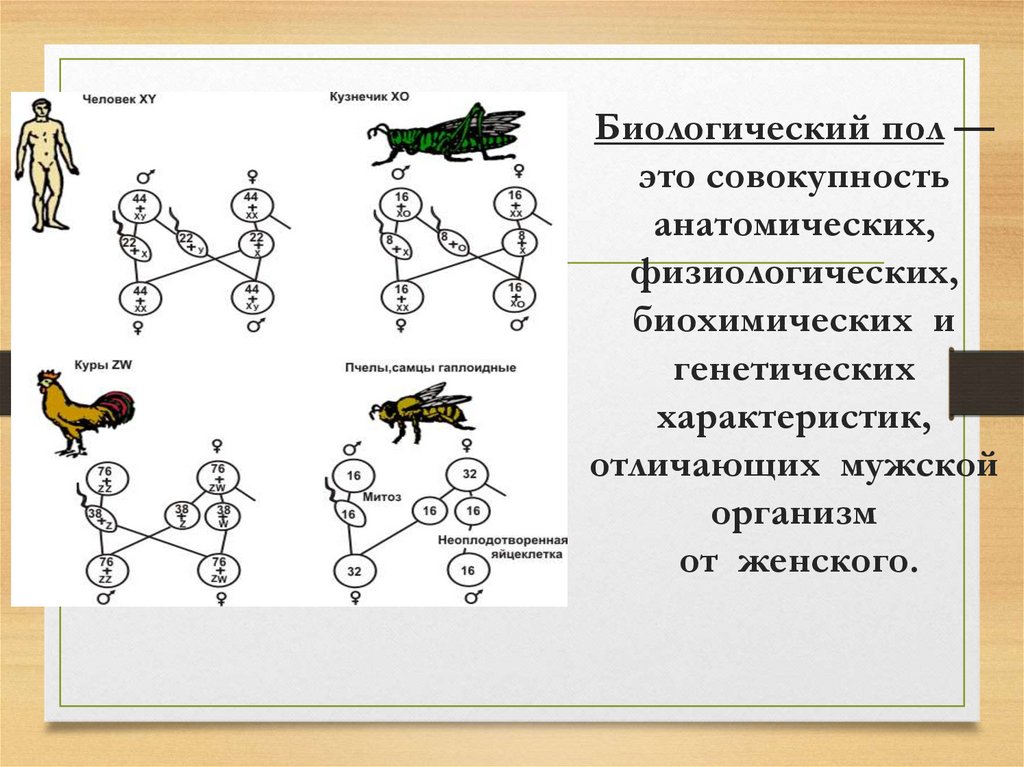 По этой схеме можно проследить наследования гена 11 букв первая р