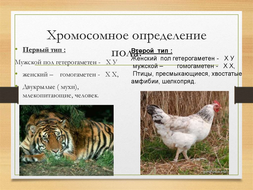 Хромосомное определение пола: