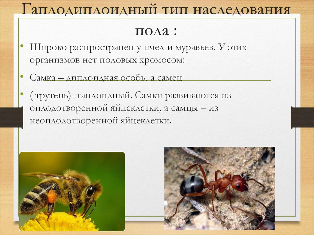 Гаплодиплоидный тип наследования пола :