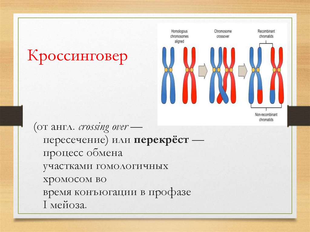 Спирализация хромосом конъюгация. Конъюгация хромосом биология 9 класс. Хиазмы кроссинговер. Процесс кроссинговера. Конъюгация и кроссинговер.