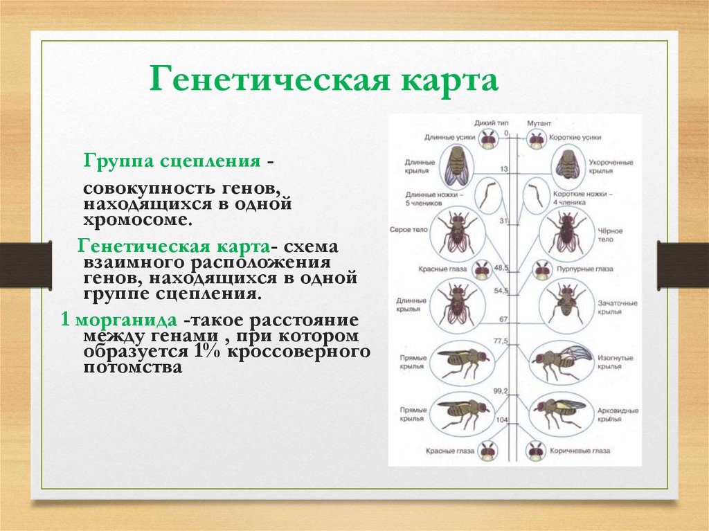 Что отражает генетическая карта