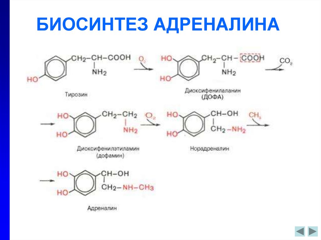 Адреналин образуется. Реакции синтеза катехоламинов. Синтез адреналина реакция. Тирозин Синтез катехоламинов. Реакции образования катехоламинов.
