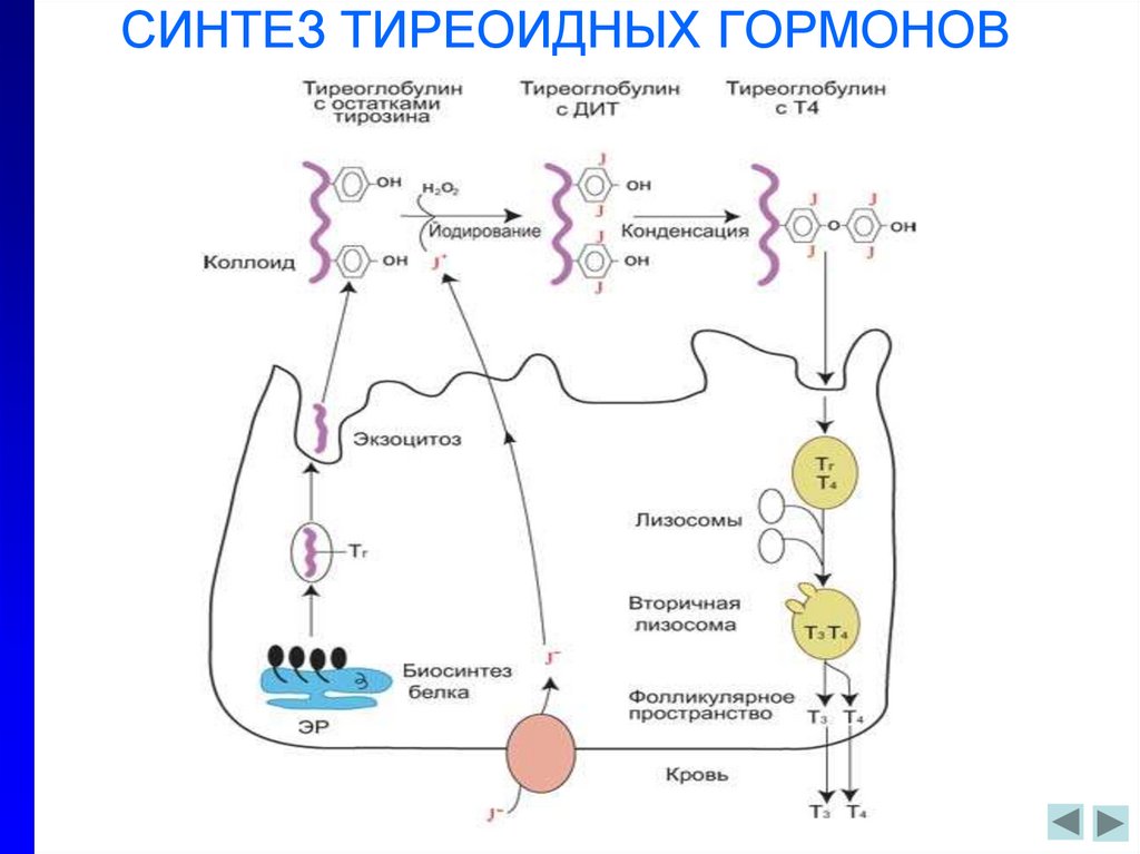 Синтез гормонов происходит. Метаболизм тиреоидных гормонов биохимия. Схема синтеза тиреоидных гормонов. Метаболизм тиреоидных гормонов схема. Схема регуляции тиреоидных гормонов.