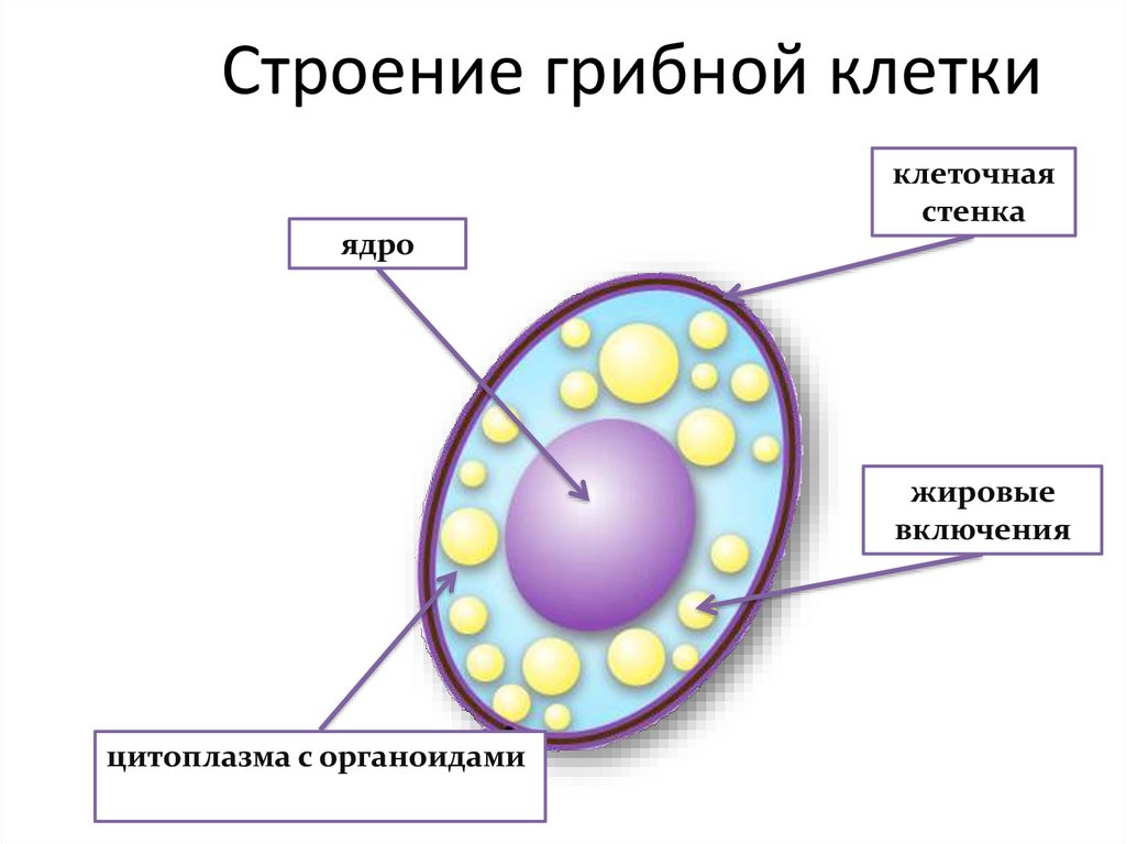 Питание клетки гриба