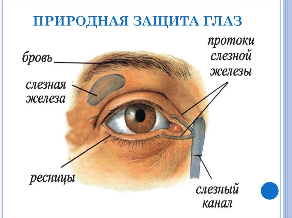 Природная защита глаза. Что защищает глаза. Как ресницы защищают глаза. Веки защищают глаза от чего.