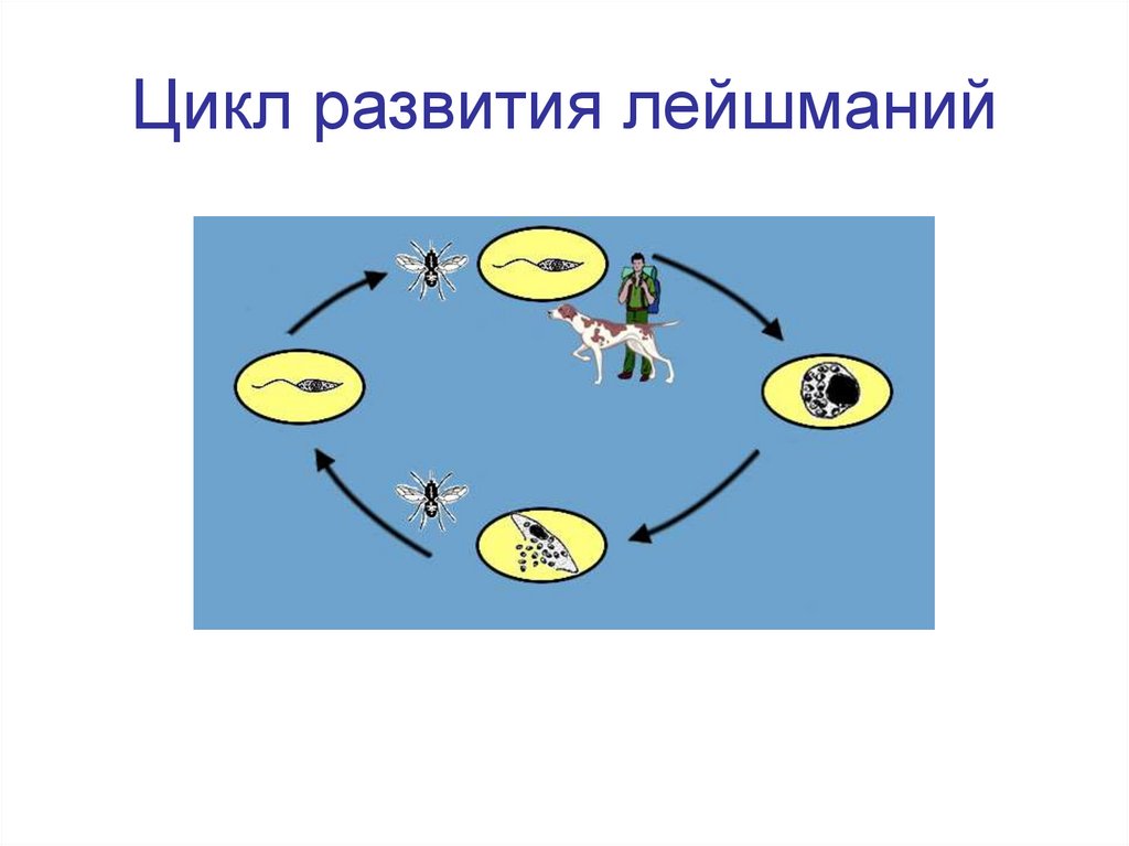 Жизненный цикл лейшмания схема