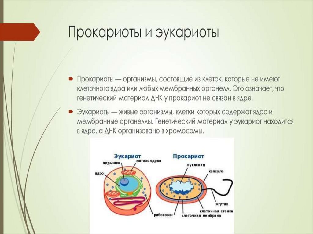 1 строение и функции клетки ткани