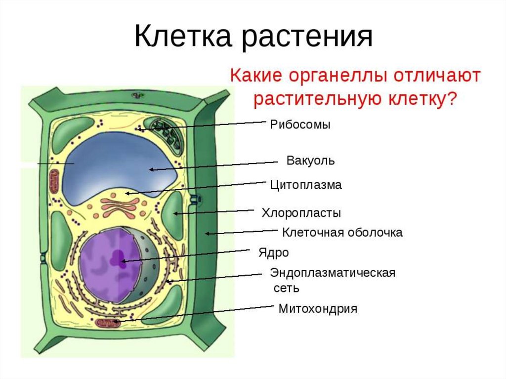 Схема строения клетки 5 класс