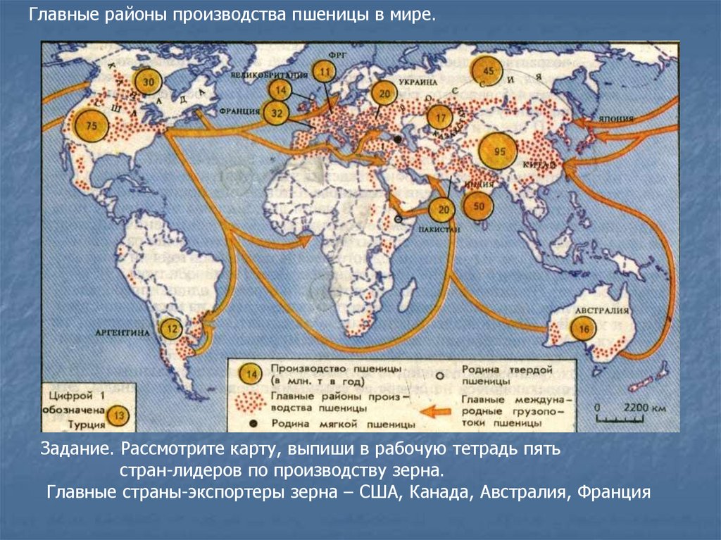 Основные грузопотоки продовольствия. Главные районы производства пшеницы в мире на контурной карте. Основные районы выращивания пшеницы кукурузы риса в мире.